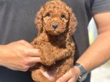 Toy Poodle Yavrularimiz Son Kali̇te