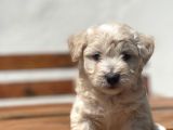Show Kalite Maltipoo Yavrular