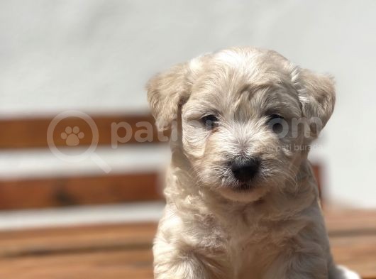 Show Kalite Maltipoo Yavrular görsel