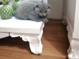 Yavru Erkek Scottish Fold