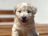 Show Kalite Maltipoo Yavrular