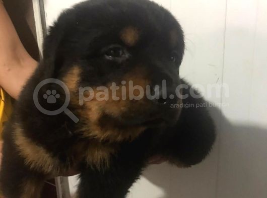Rottwei̇ler Yavrulari̇mi̇z görsel