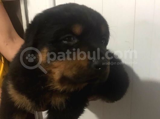 Rottwei̇ler Yavrulari̇mi̇z görsel