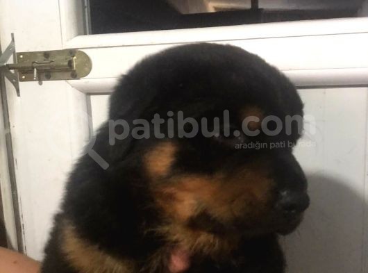 Rottwei̇ler Yavrulari̇mi̇z görsel