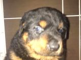 Rottwei̇ler Yavrulari̇mi̇z
