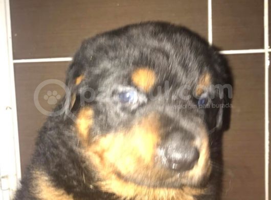 Rottwei̇ler Yavrulari̇mi̇z görsel