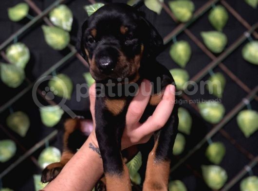 Ki̇ng Doberman görsel