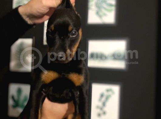 Ki̇ng Doberman görsel