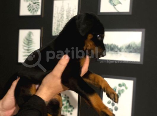 Ki̇ng Doberman görsel