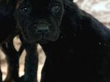 Cane Corso Yavrulari̇mi̇z