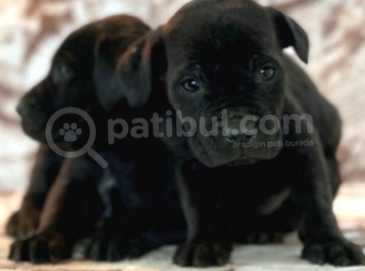 Cane Corso Yavrulari̇mi̇z görsel