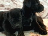Cane Corso Yavrulari̇mi̇z