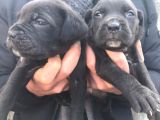 Cane Corso Yavrulari̇mi̇z