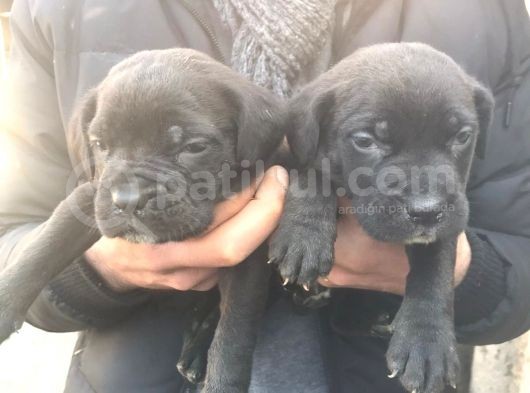 Cane Corso Yavrulari̇mi̇z görsel