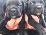 Cane Corso Yavrulari̇mi̇z