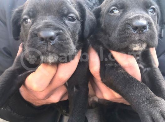 Cane Corso Yavrulari̇mi̇z görsel