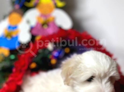 Maltese Yavrulari̇mi̇z görsel