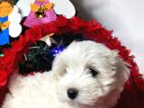 Maltese Yavrulari̇mi̇z