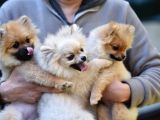 Orange Pomerani̇an Boo Yavrusu