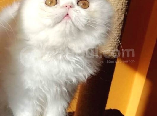 White And Black Bicolor Persian görsel