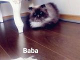 White And Black Bicolor Persian