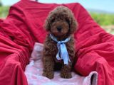 Red Toy Poodle Yavrumuz