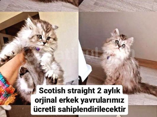Scotish Straight Orjinal Yavrularımız