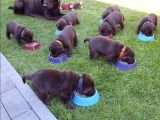 Bulabileceğiniz En Kaliteli Çikolata Labrador'Lar!