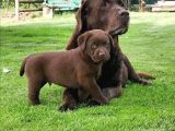 Bulabileceğiniz en kaliteli Çikolata Labrador'lar!