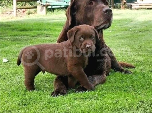Bulabileceğiniz En Kaliteli Çikolata Labrador'Lar!