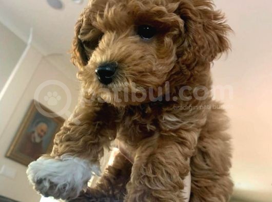 Ruhsatlı Üretim Çiftliğimizden Doodle Yavrular görsel