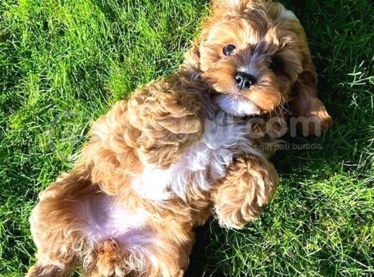 Ruhsatlı Üretim Çiftliğimizden Doodle Yavrular görsel