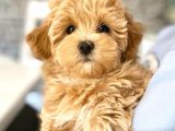 Ruhsatlı Üretim Çiftliğimizden Doodle Yavrular