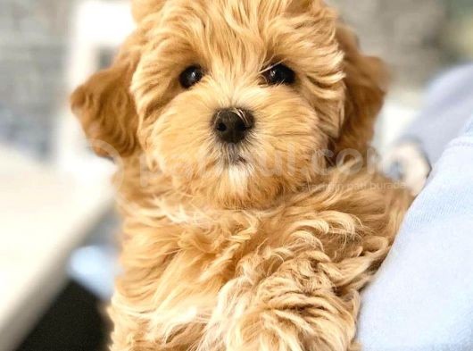 Ruhsatlı Üretim Çiftliğimizden Doodle Yavrular görsel