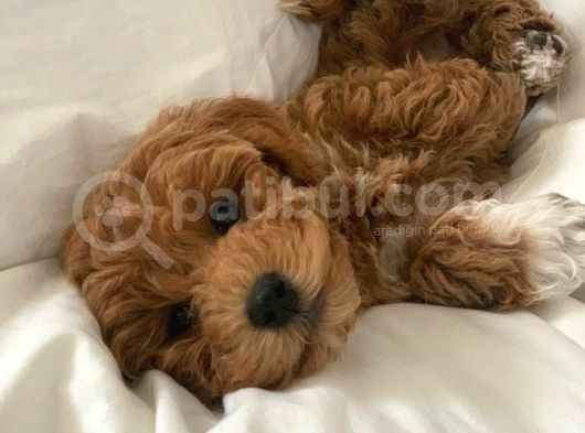 Ruhsatlı Üretim Çiftliğimizden Doodle Yavrular görsel