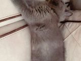 Sicakkanli Scotti̇sh Gri̇ Kedi̇