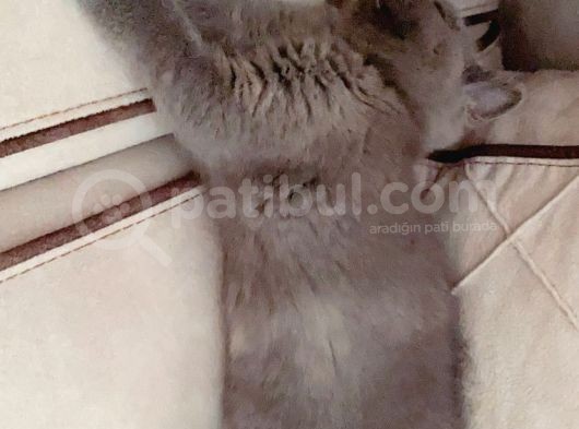 Sicakkanli Scotti̇sh Gri̇ Kedi̇ görsel