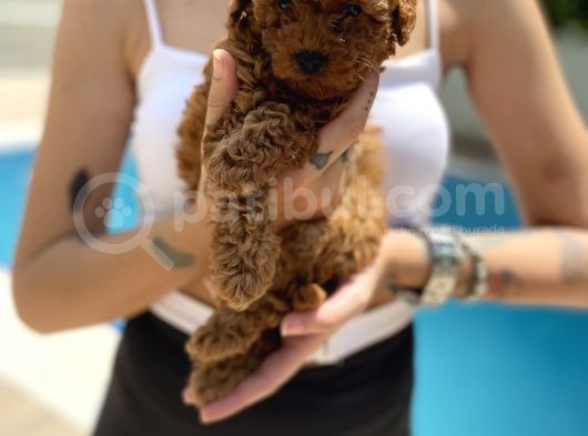 Red Brown Toy Poodle görsel
