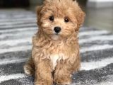 Malti̇poo Dogru Jenerasyon Tüy Dökmez Orjinal Garantili