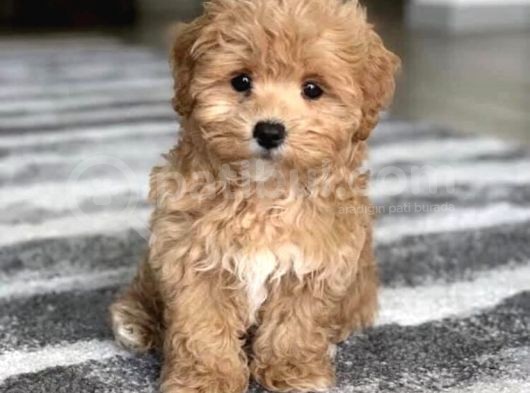 Malti̇poo Dogru Jenerasyon Tüy Dökmez Orjinal Garantili görsel