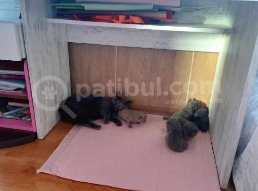 Saf Orijinal Irk Scottish Fold görsel
