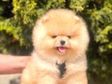Safkan Pomeranian Boo Yavrularımız