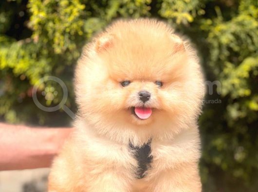 Safkan Pomeranian Boo Yavrularımız