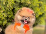 Safkan Pomeranian Boo Yavrularımız