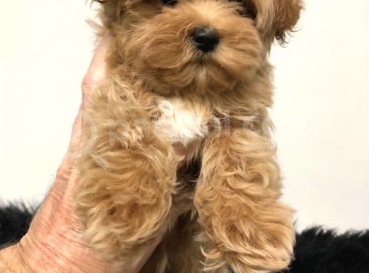 Malti̇poo Dogru Jenerasyon Tüy Dökmez Orjinal Garantili