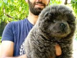 Türkiye de Tek Blue Chow Chow