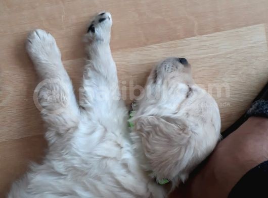 Baby Face Golden Yavrusu Dişi 2 Aylık görsel