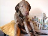 Harika Labrador Yavrular