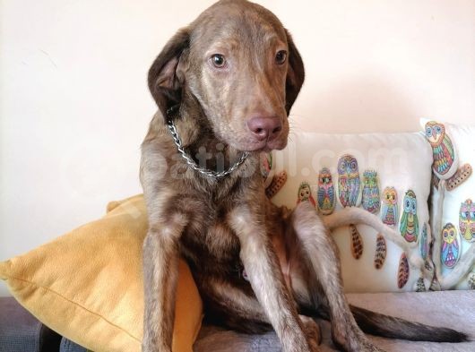 Harika Labrador Yavrular görsel