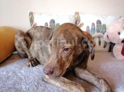 Harika Labrador Yavrular görsel